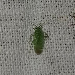 Orthotylus flavosparsus