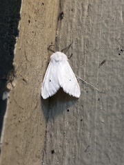 Spilosoma
