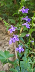 Lobelia