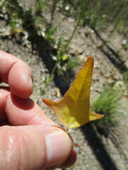 Atriplex micrantha