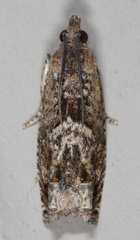 Crocidosema plebejana