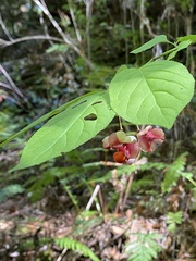 Euonymus occidentalis