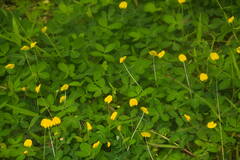 Arachis pintoi