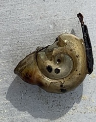 Planorbella campanulata