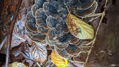 Trametes versicolor