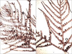 Callithamnion tetragonum