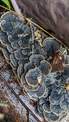 Trametes versicolor