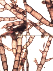 Callithamnion tetragonum