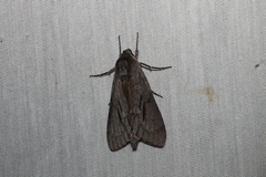 Lapara coniferarum