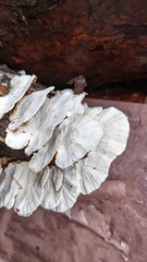 Trametes versicolor