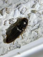 Elateridae