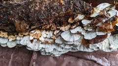 Trametes versicolor