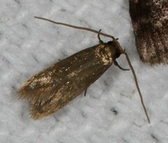 Phaeoses sabinella