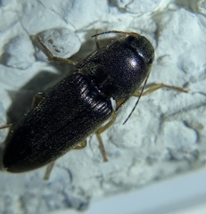 Elateridae
