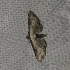 Eupithecia succenturiata