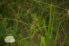Cenchrus echinatus