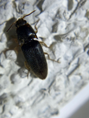Elateridae