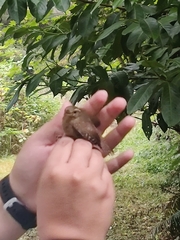 Troglodytes pacificus