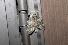 Macrurocampa marthesia