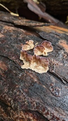 Trichaptum abietinum