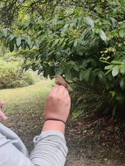 Troglodytes pacificus