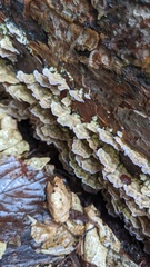 Trichaptum abietinum
