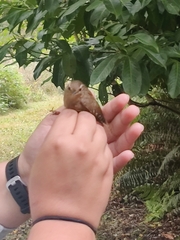 Troglodytes pacificus