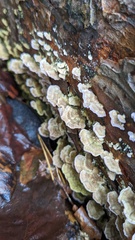 Trichaptum abietinum