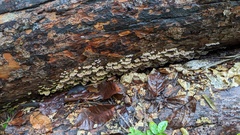 Trichaptum abietinum