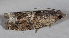 Crocidosema plebejana