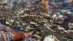 Trichaptum abietinum