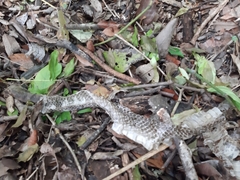 Drymarchon melanurus