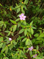 Melastoma septemnervium