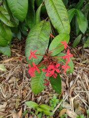 Ixora