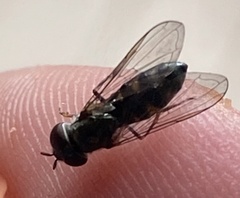 Platycheirus obscurus