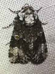 Craniophora ligustri