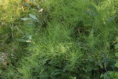 Equisetum pratense