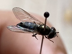 Platycheirus obscurus