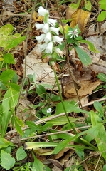 Spiranthes cernua