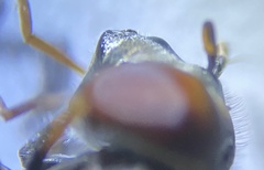 Platycheirus obscurus