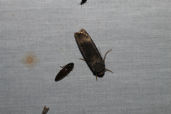 Agrotis ipsilon