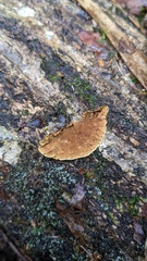 Phellinus xeranticus