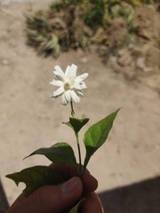 Jasminum sambac