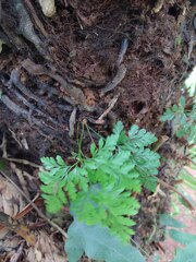 Davallia fejeensis