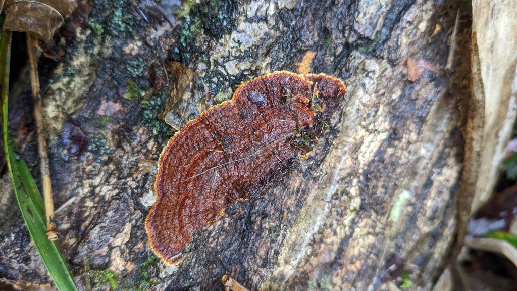 Phellinus xeranticus · September 2022 · photo: © atsushi_nakajima_cirque (iNaturalist, cc-by)