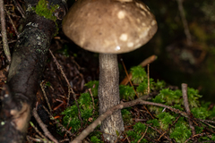 Leccinum snellii