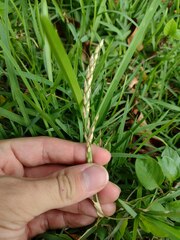 Stenotaphrum secundatum