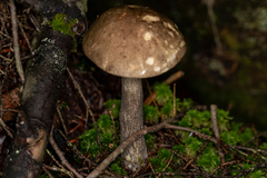 Leccinum snellii