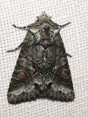 Dryobotodes carbonis