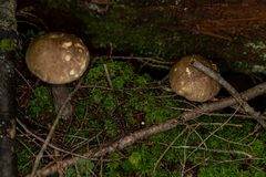 Leccinum snellii
